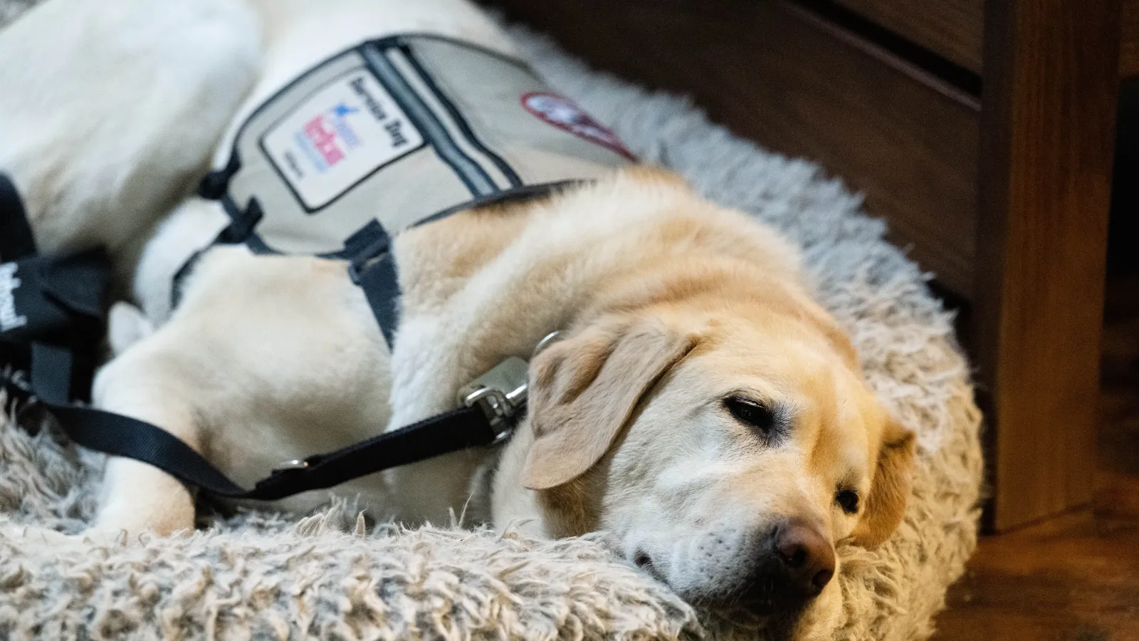 Veteran Joe Worley's service dog taking a nap during production.