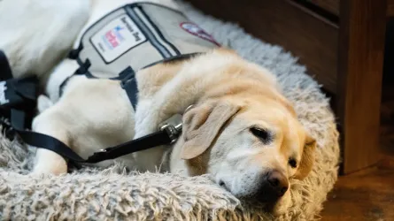 Veteran Joe Worley's service dog taking a nap during production. 